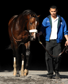 THOROUGHBRED RACING PHOTOS BY EQUINE PHOTO-ART 2010 PAGE